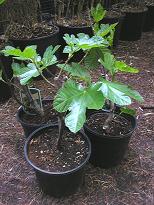 Ficus carica Brown Turkey